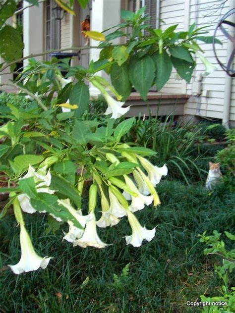 White Trumpet Lilies Trumpet Lily Tree Leaves Leaves