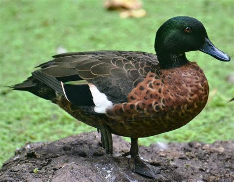 Bird Of The Day Chestnut Teal