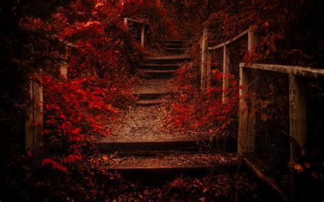 Wallpaper Landscape Forest Fall Leaves Night Nature Red Shrubs