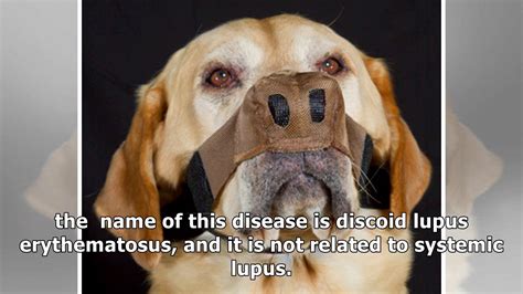 How To Deal With Discoid Lupus In Dogs Youtube