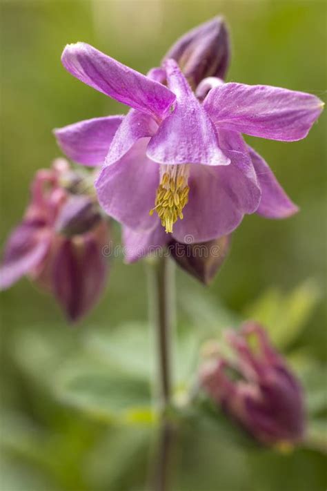 Tender Pink Aquilegia Bells Flowers On The Sunny Weather Stock Photo
