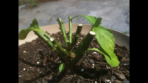 Two kinds of pruning pepper plants. Pruning and Fertilizing Pepper Plants for Huge Yields ...