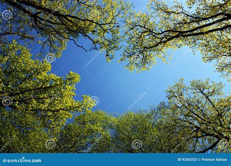 Forest Trees In Spring Light And Blue Sky Stock Image Image Of Forest