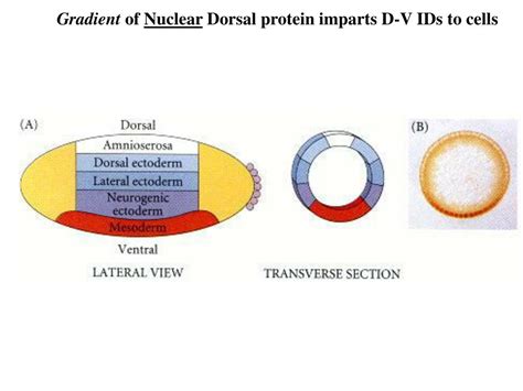 , bmps regulate msx gene expression in the dorsal neuroectoderm of drosophila and. PPT - Gastrulation - Drosophila PowerPoint Presentation ...