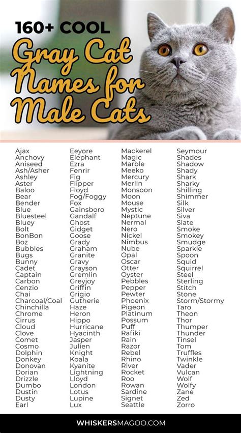 160 Cool Gray Cat Names For Male Cats Whiskers Magoo Boy Cat Names