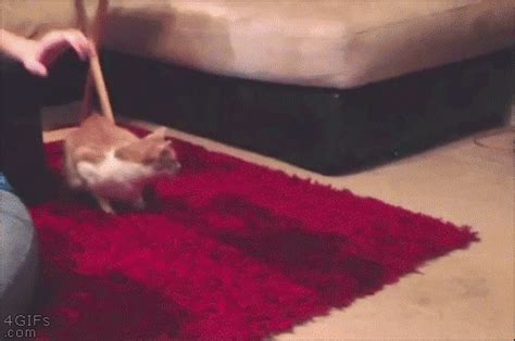 Maybe you would like to learn more about one of these? Scared-cat-jumps