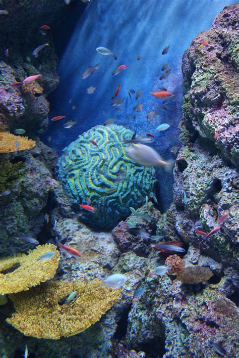 Fileanemones And Corals Sea Aquarium Marine Life
