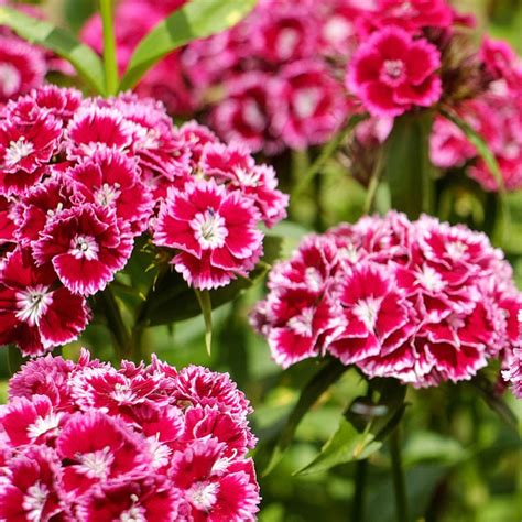 We did not find results for: Buy Top 20 Flower Seeds Online Kerala - Live Kerala