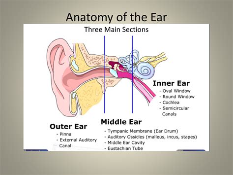 Ear Anatomy Diagram Labeled