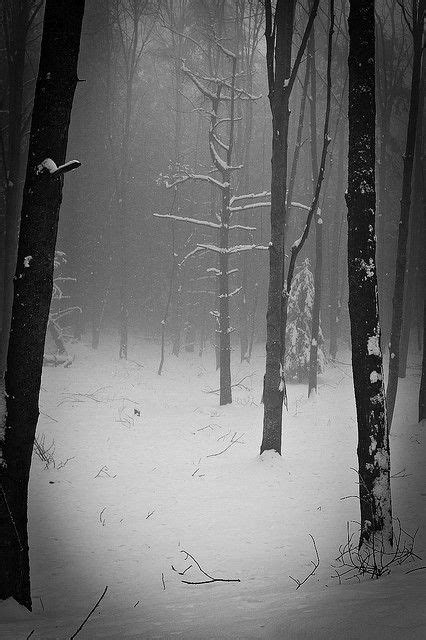 16 Creepy Winter Forest Ideas In 2021 Photo Pictures Scenery