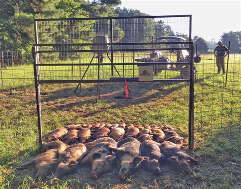 Feral Hog Population Reaches All 67 Alabama Counties The Trussville