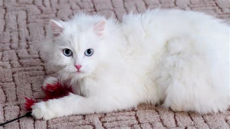 Free Fluffy White Kittens Meet The White Cat Breeds Petfinder We