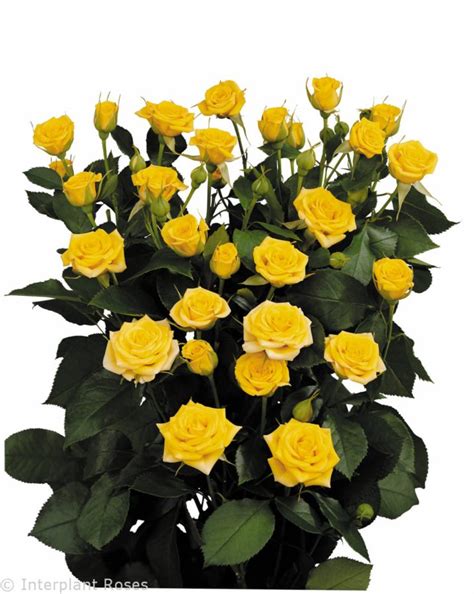 Yellow Babe® Interplant Roses