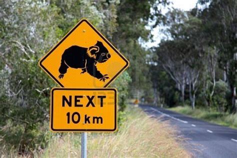 Koala Road Sign Signs Koala Pet Signs