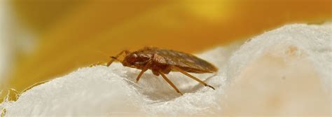 Pest Of The Month Bed Bugs Buzz Kill Pest Control