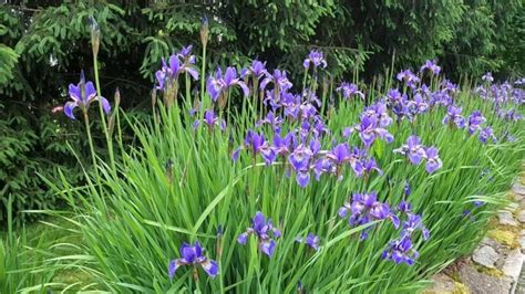 Lazy Gardeners Guide To Growing Irises Planting 101