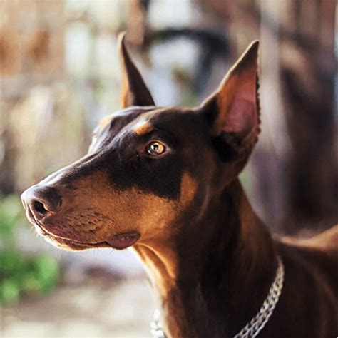 Top 10 Smartest Dog Breeds Some Of The Smartest Dogs In The World