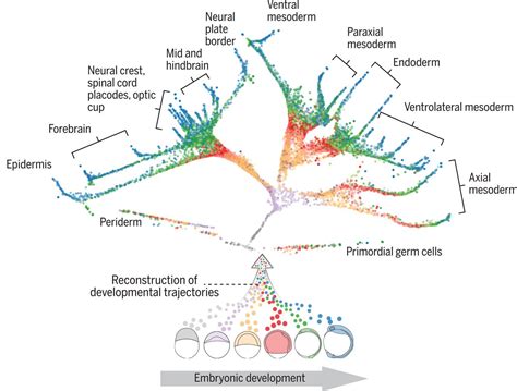 Single Cell Reconstruction Of Developmental Trajectories During