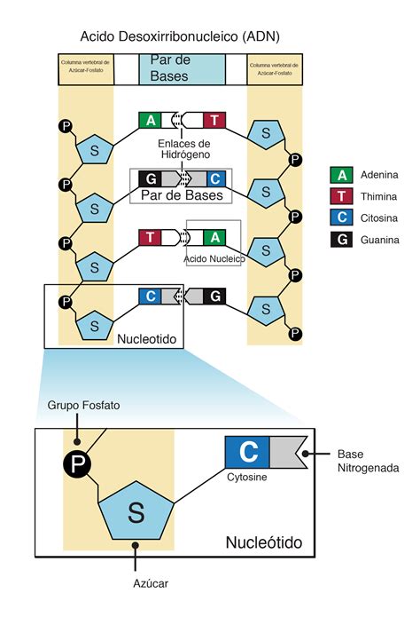 ADN Y ARN Mind Map
