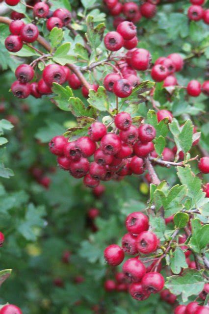 Was wächst den da im garten? NABU-Bonn.de @ Natur erleben | Aktuelles - Weißdorn statt ...
