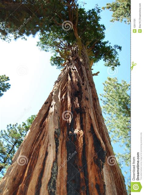 Tall Tree Stock Image Image Of Tree Nature Burned 12911701