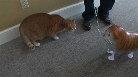Bert The Cat Vs Cat Balloon Youtube