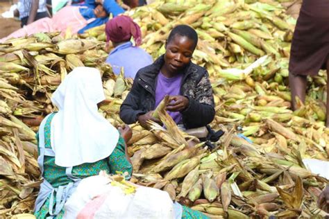 Farmers market veteran, or perhaps a newbie? Uganda maize influx prices Kenyan farmers out of market ...