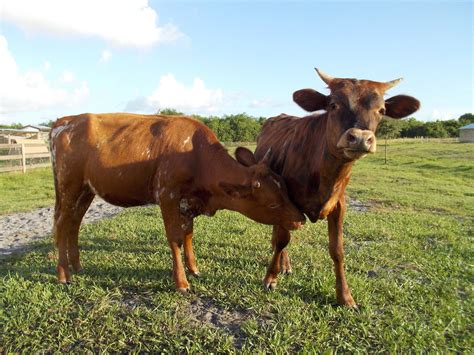 Florida Cracker Cattle The Livestock Conservancy