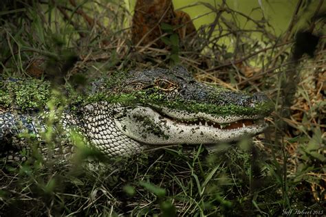 Alligator Lake Swamp Predator Wallpapers Hd Desktop And Mobile