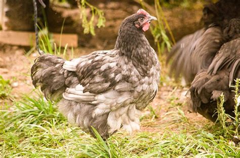 Blue Orpington Chicken Facts Lifespan Behavior Care Guide With