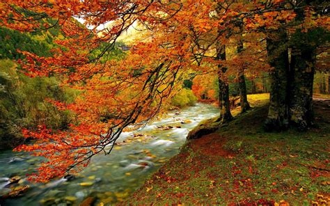 Forest Creek In Autumn Hd Desktop Wallpaper Widescreen High