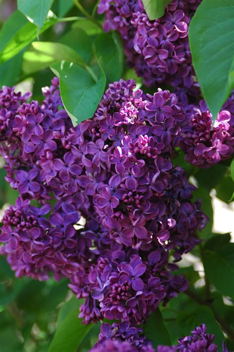 Artfarmblog Lilac Bushes Beautiful Flowers Purple Flowers