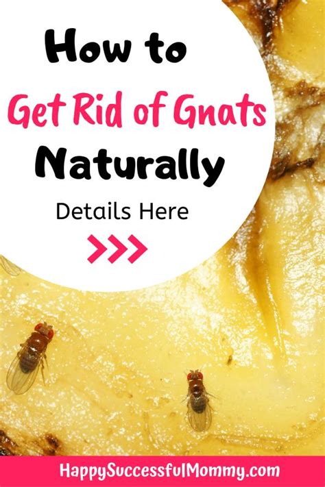 How To Get Rid Of Gnats Naturally With Text Overlay That Reads How To