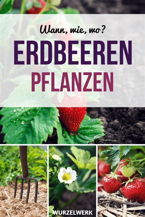 Wie bringe ich erdbeeren über den winter? 40 Top Photos Wann Wachsen Erdbeeren / Erdbeeren Pflanzen ...