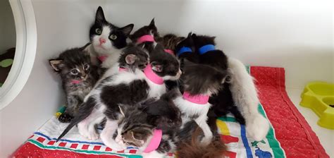 Humane Society Caring For Mother Cat With 11 Kittens Kpbs