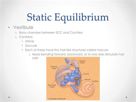 Ppt Sense Of Hearing And Equilibrium Powerpoint Presentation Free
