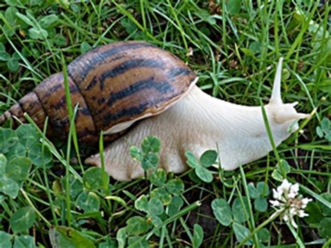 Giant African Land Snails Or Agate Snails Achatinidae