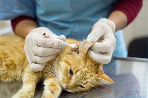How To Clear Up Cat Ear Mites Letoha