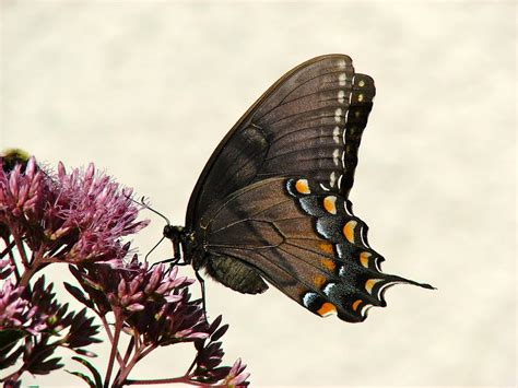 Eastern Tiger Swallowtail Dark Morph Female On Joe Pye Weed Photograph