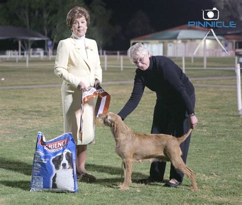Selecciona un equipo académica academico viseu arouca benfica ii casa pia chaves cova piedade estoril feirense leixões mafra penafiel. 2007 Spring Show - Hungarian Vizsla Club of NSW