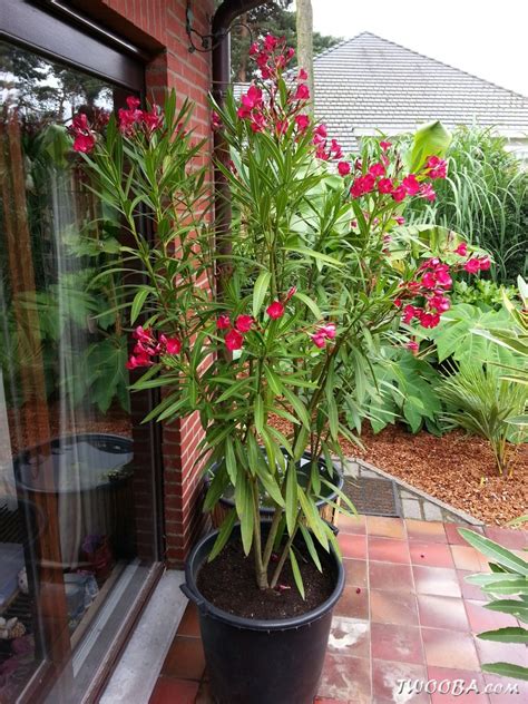 Oleander Care In Pots What Are Oleander Hardiness Zones How Cold