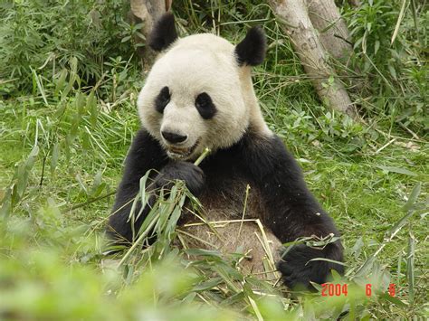 Panda Bear Facts And New Images 2013 Animals Hd Images
