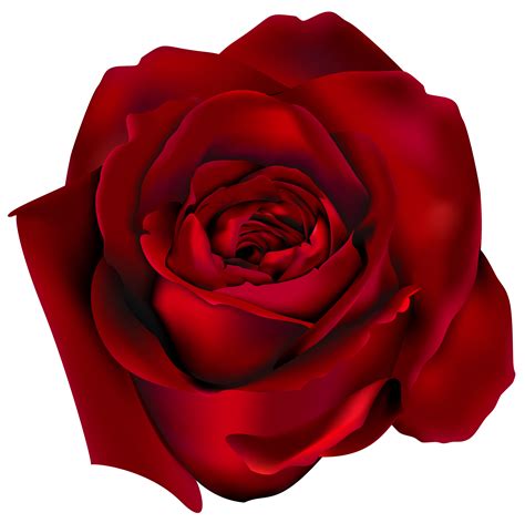 Realistic Rose Drawing Free Download On Clipartmag