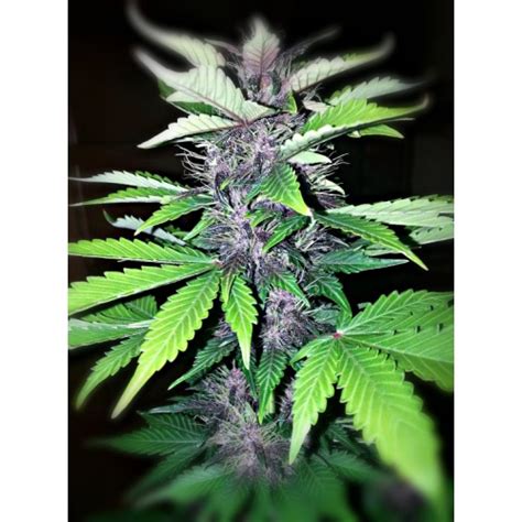 Auto Purple Kush Cannabis Seeds Feminized