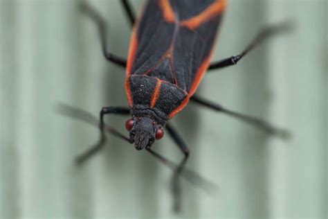 Stink Bugs And Boxelder Bugs In Your Atlanta Home Active Pest Control