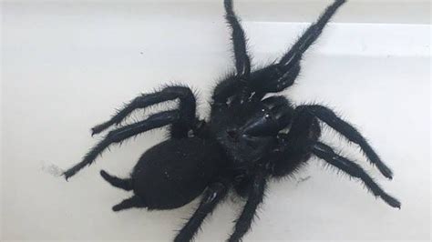 Gamble responsibly and in moderation. Grootste spin van Europa gevonden in bouwwinkel in ...