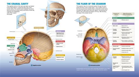 7.2: The skull's 8 cranial bones protect the brain, and its 14 facial bones form the mouth, nose ...
