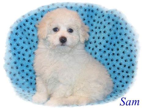 Maltipoos are also generally easy to train and good with people. 8 week old Maltipoo Puppies for Sale in Lansing, Michigan ...