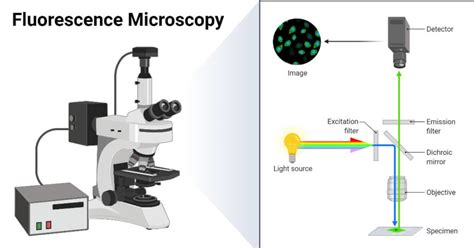 Fluorescence Microscopy Definition Principle Parts Uses
