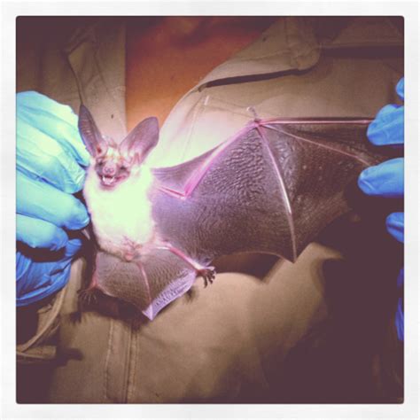 Pallid Bat Mammals Of Coronado NMem INaturalist